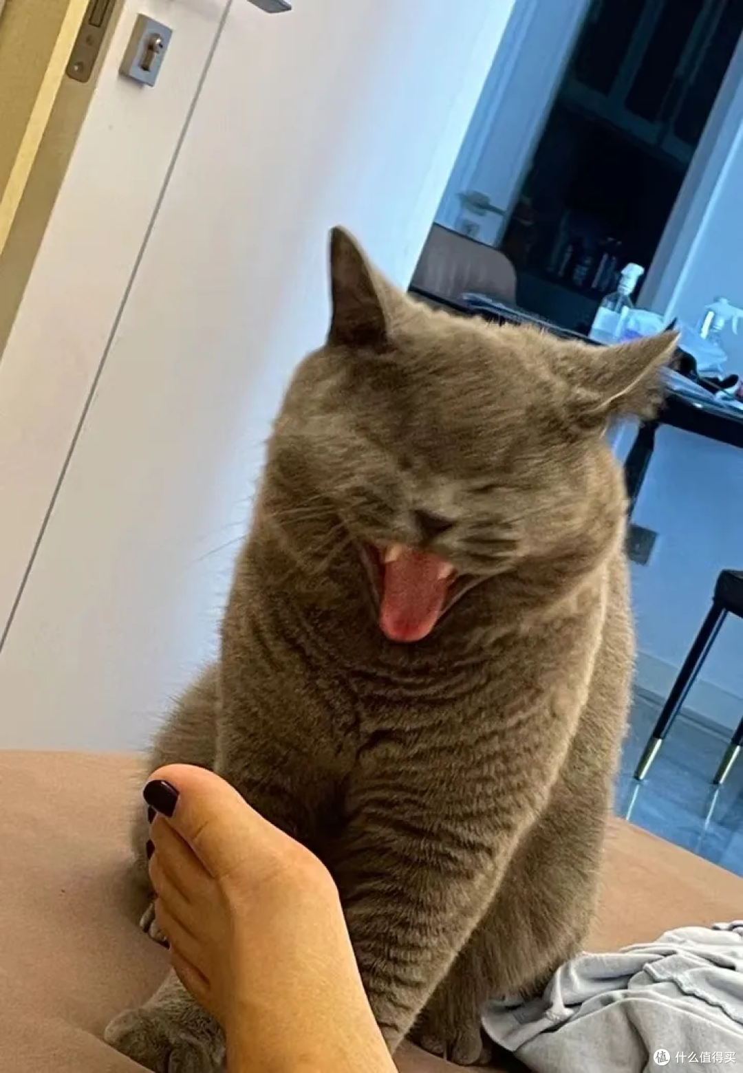 猫有表情吗?