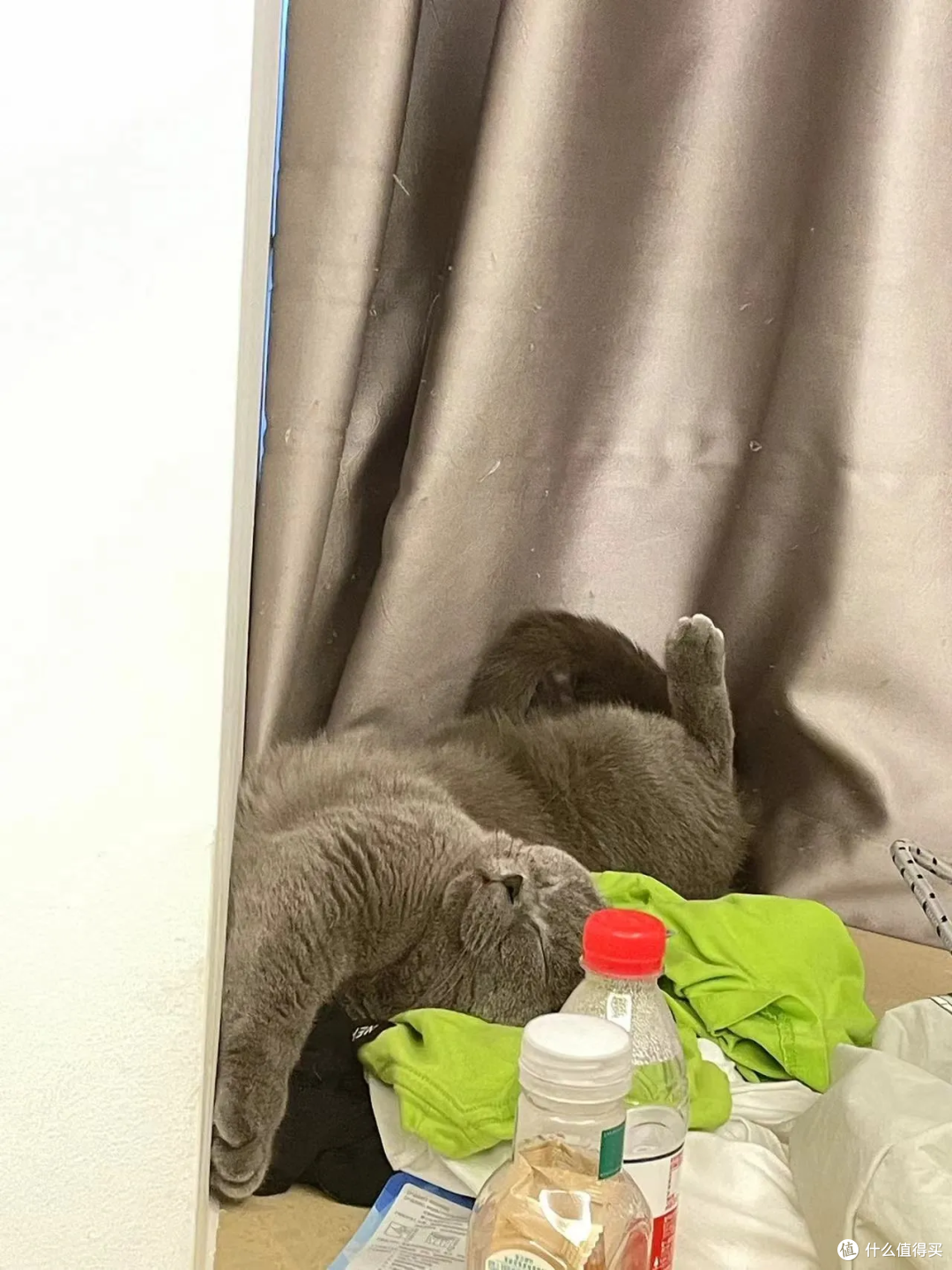 猫有表情吗?