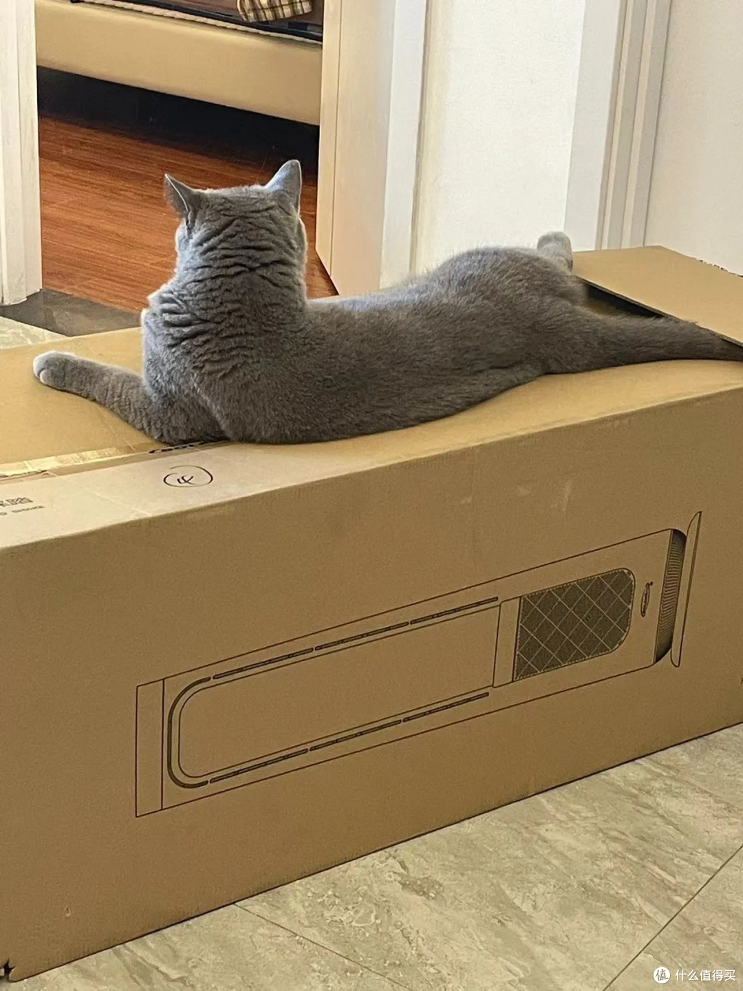 猫有表情吗?