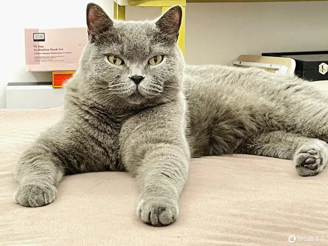 猫有表情吗?