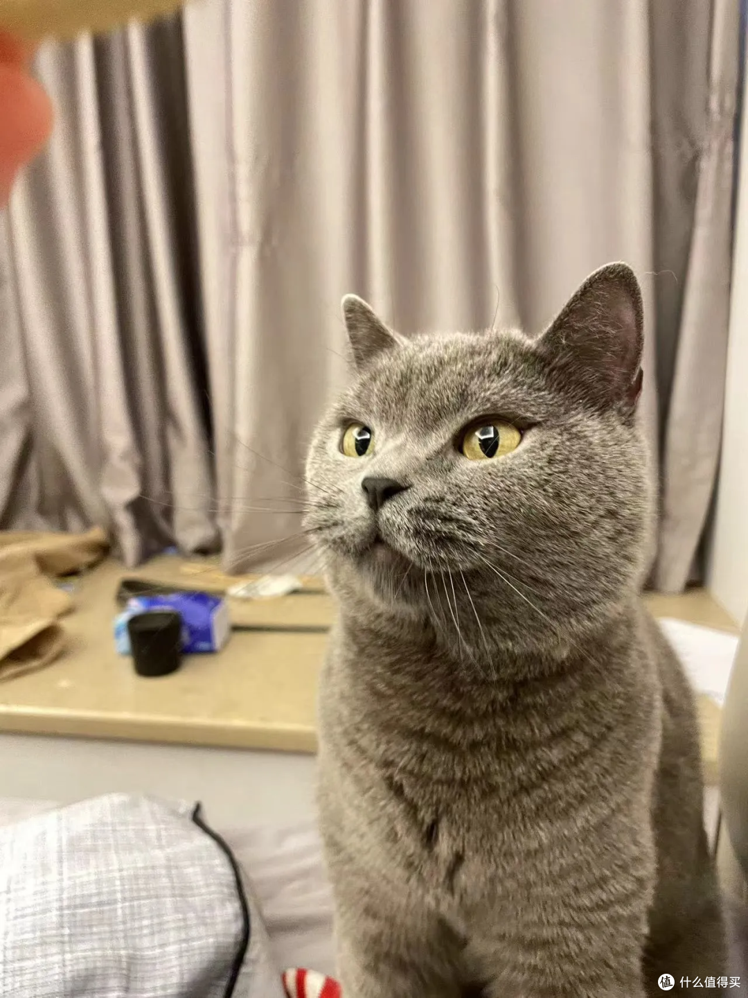 猫有表情吗?