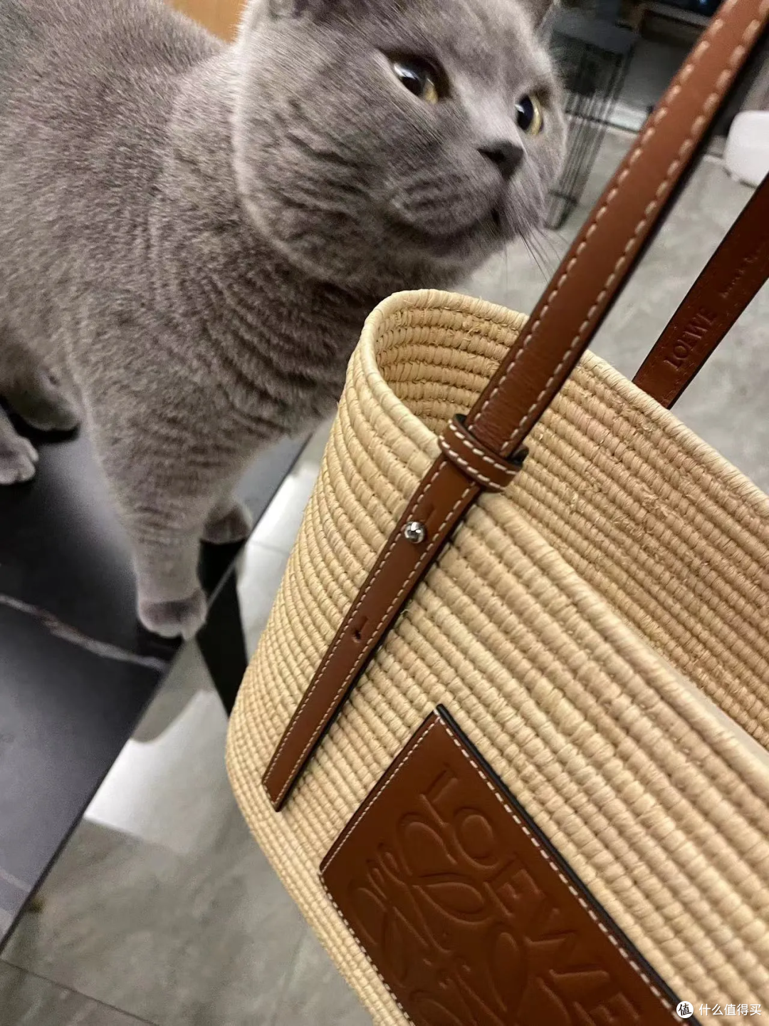猫有表情吗?