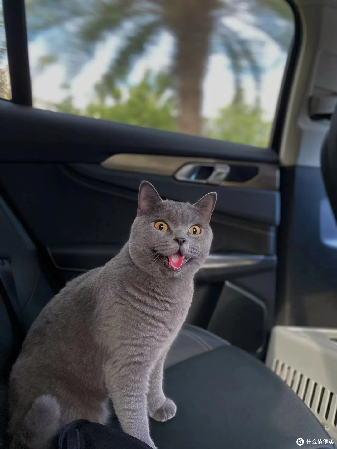 猫有表情吗?