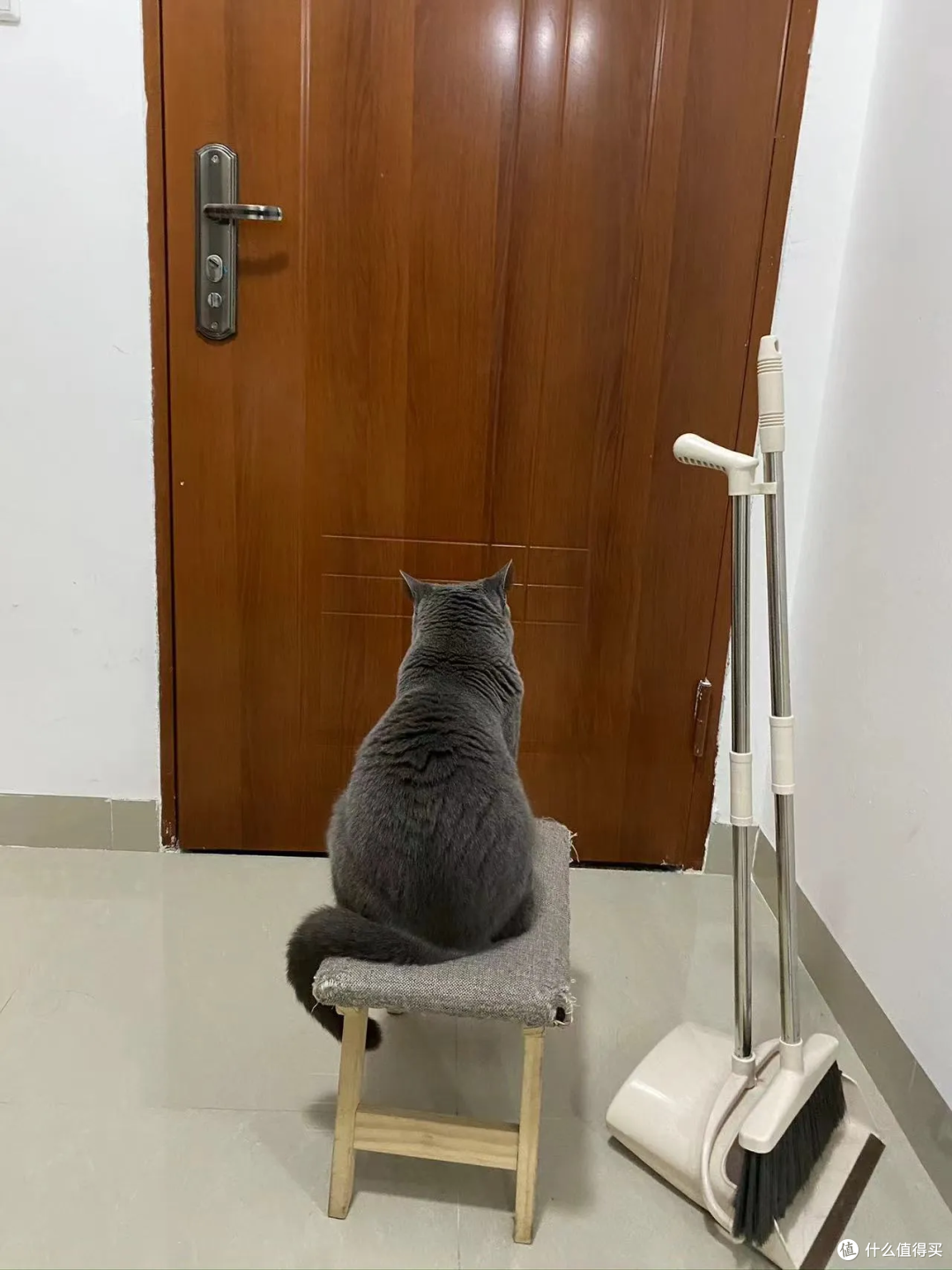 猫有表情吗?