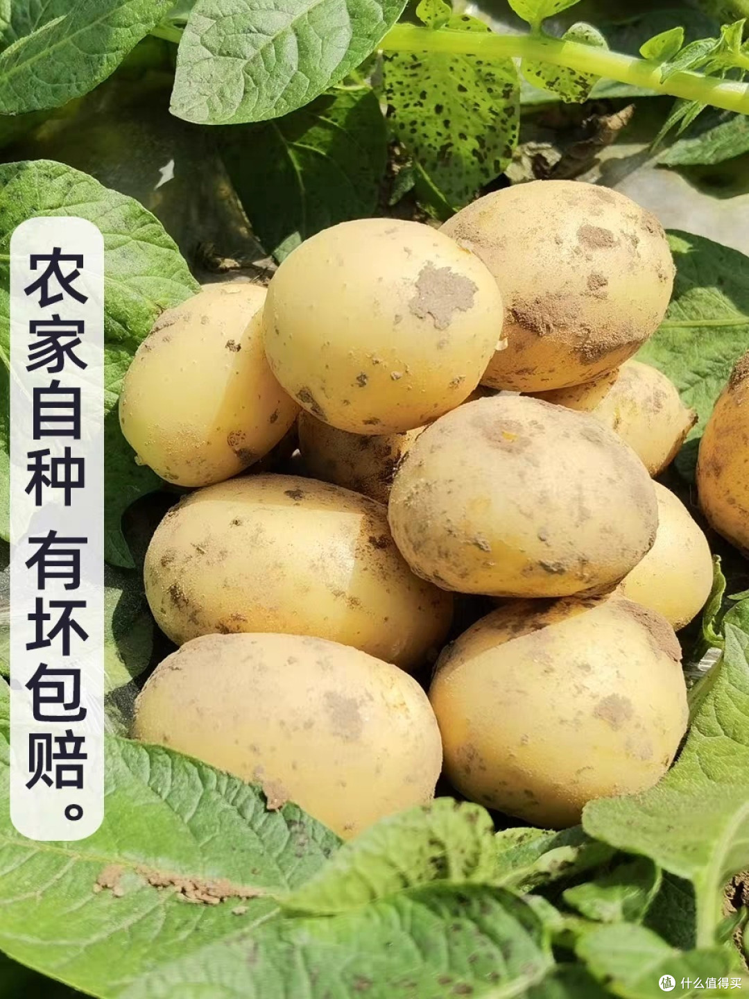 简单又美味!家里最好吃的土豆饼,让你垂涎三尺!