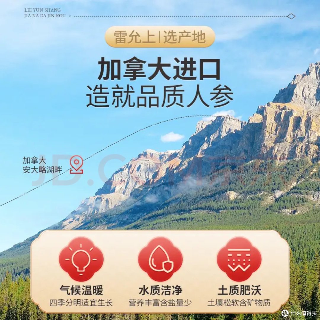 西洋参片养生
