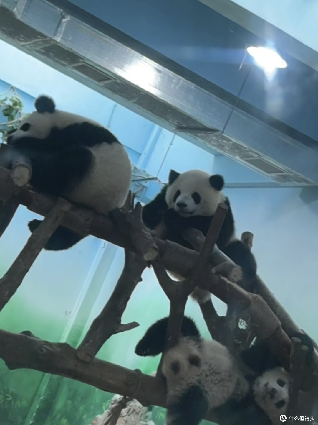 🌟探索成都的必备攻略🌟
