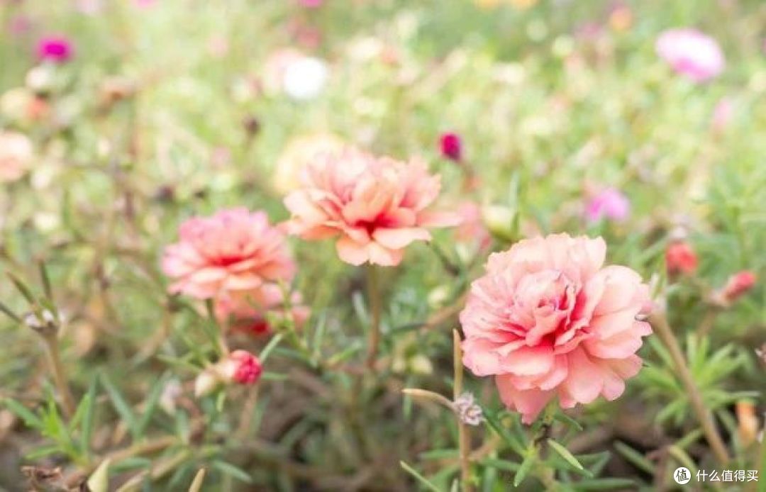 不同花的“品性”不同,你养的花,代表你的性格,不是迷信是科学
