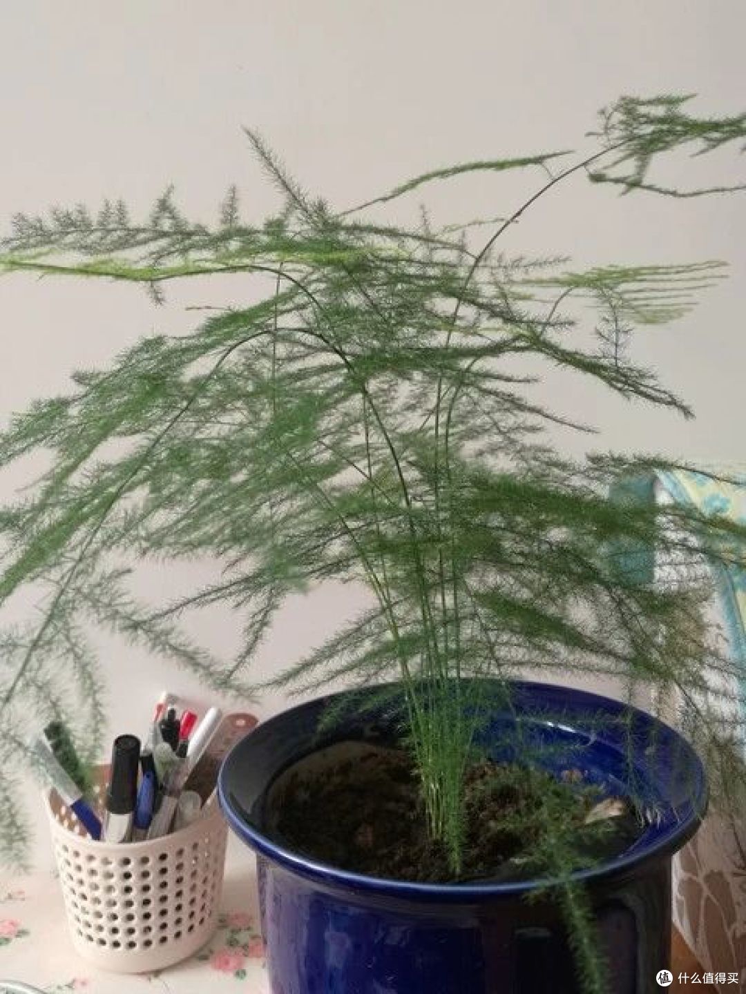 不同花的“品性”不同,你养的花,代表你的性格,不是迷信是科学