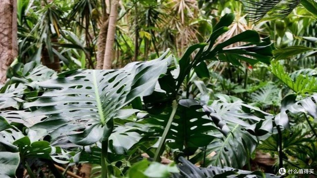 不同花的“品性”不同,你养的花,代表你的性格,不是迷信是科学