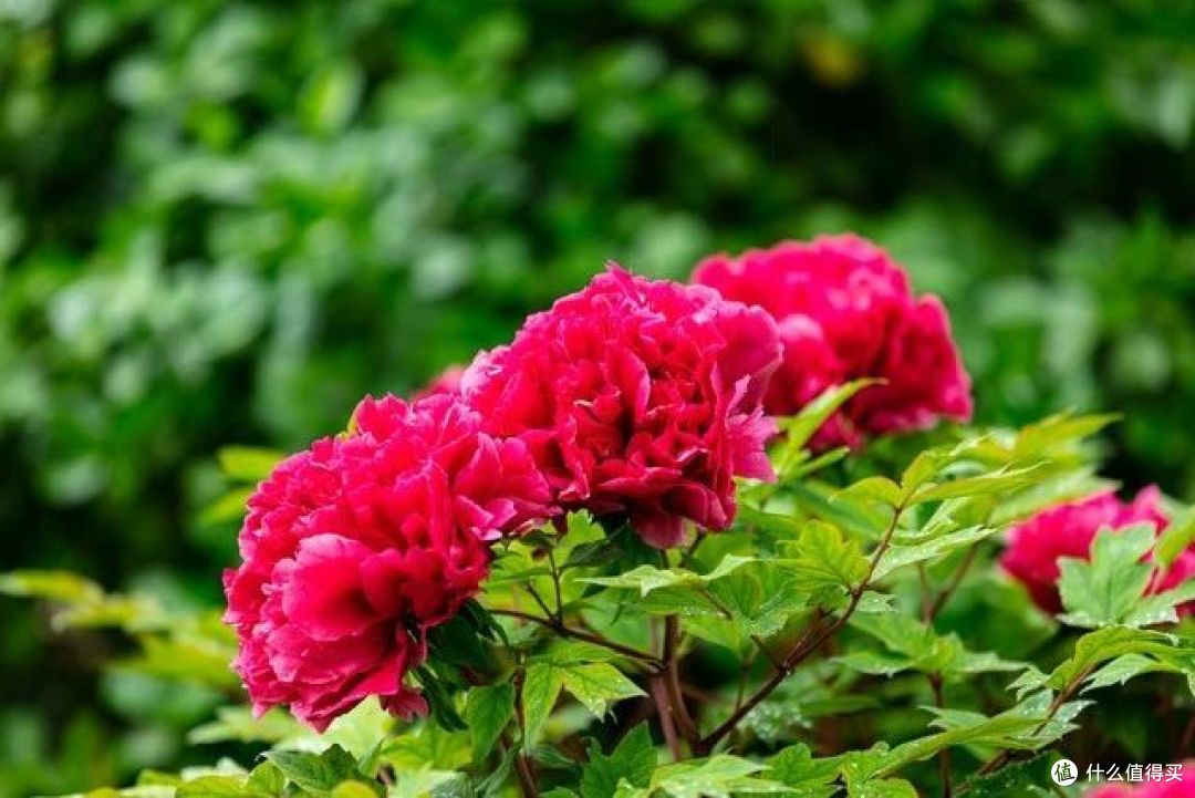 不同花的“品性”不同,你养的花,代表你的性格,不是迷信是科学