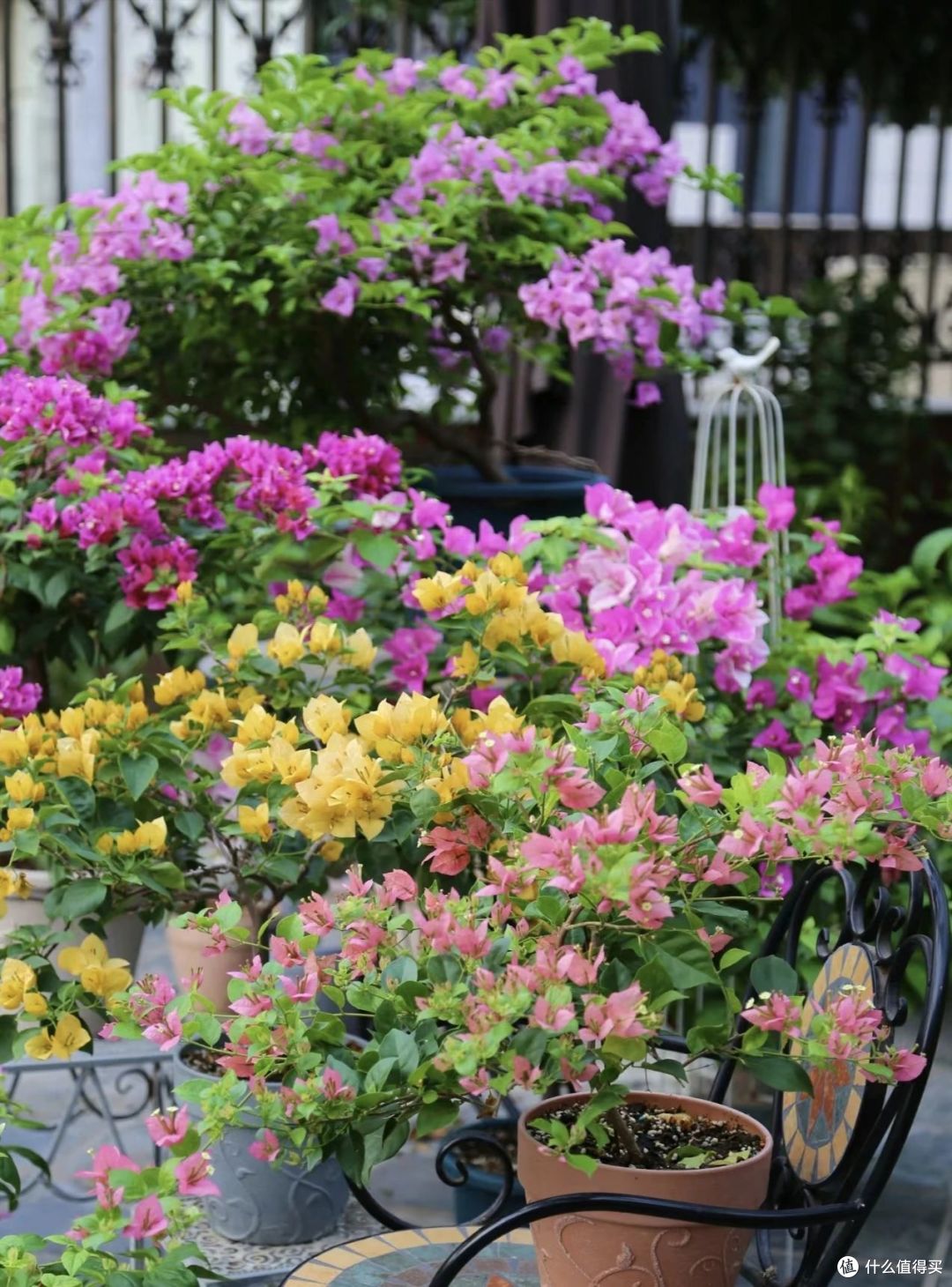 不同花的“品性”不同,你养的花,代表你的性格,不是迷信是科学