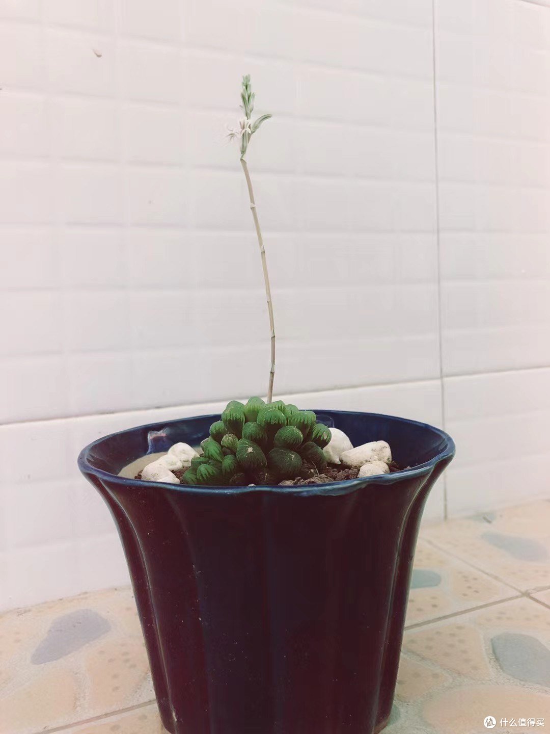 我是最菜的种花人 国庆在家给花花草草移盆