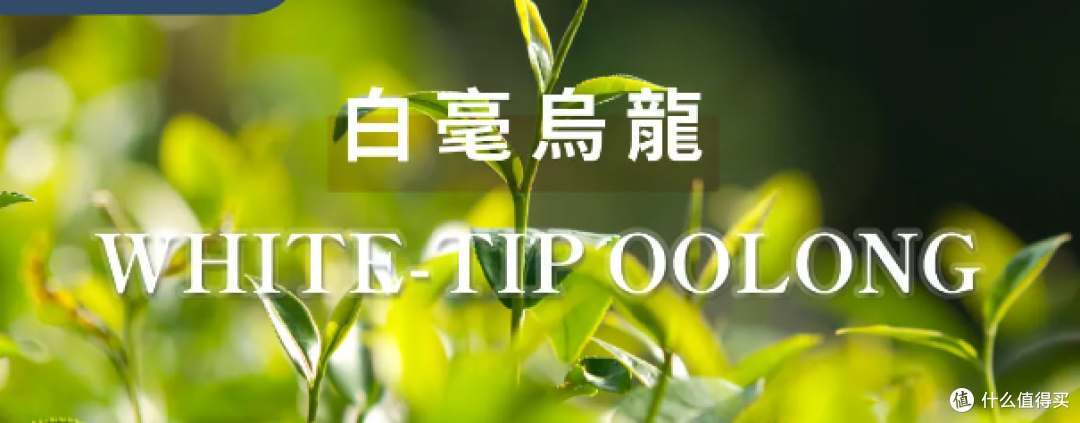 白毫乌龙究竟是怎样的存在?是东方美人茶?