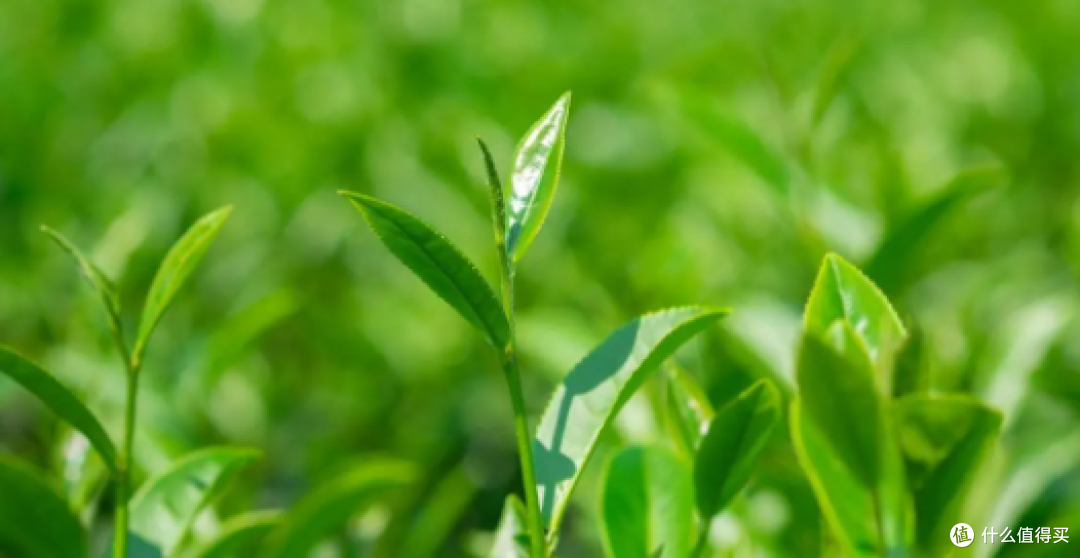 白毫乌龙究竟是怎样的存在?是东方美人茶?