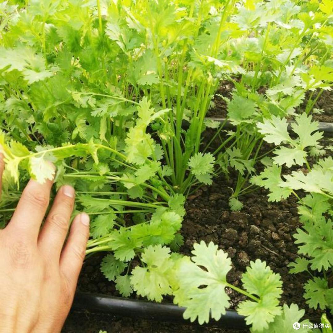 8种“省心菜”,老妈喜欢种,露台种一片,好吃又好看