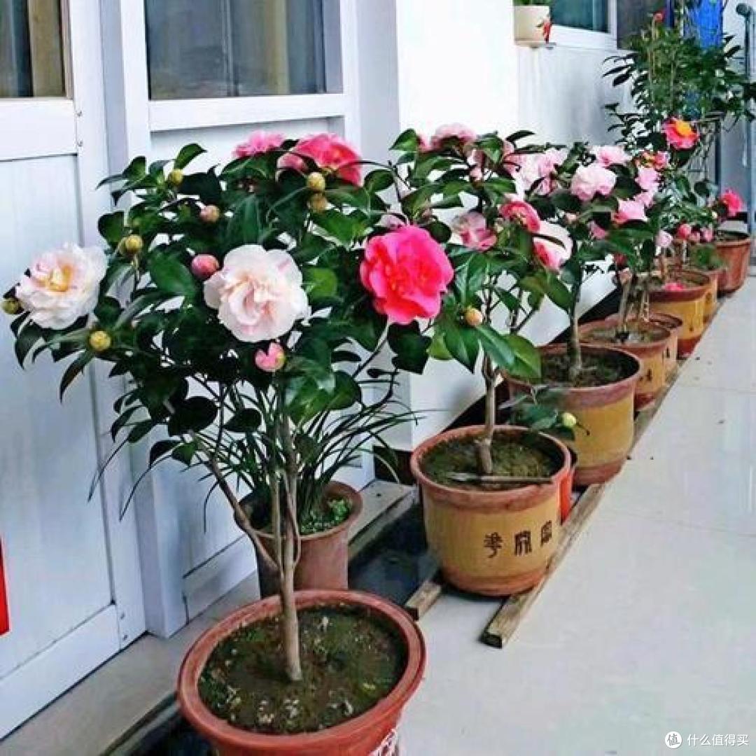 5种花喜欢“酸酸水”,10天喂一次,3个月之内,便可“脱胎换骨”