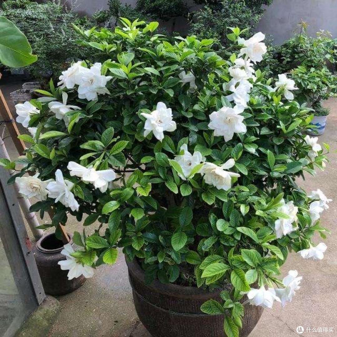 5种花喜欢“酸酸水”,10天喂一次,3个月之内,便可“脱胎换骨”
