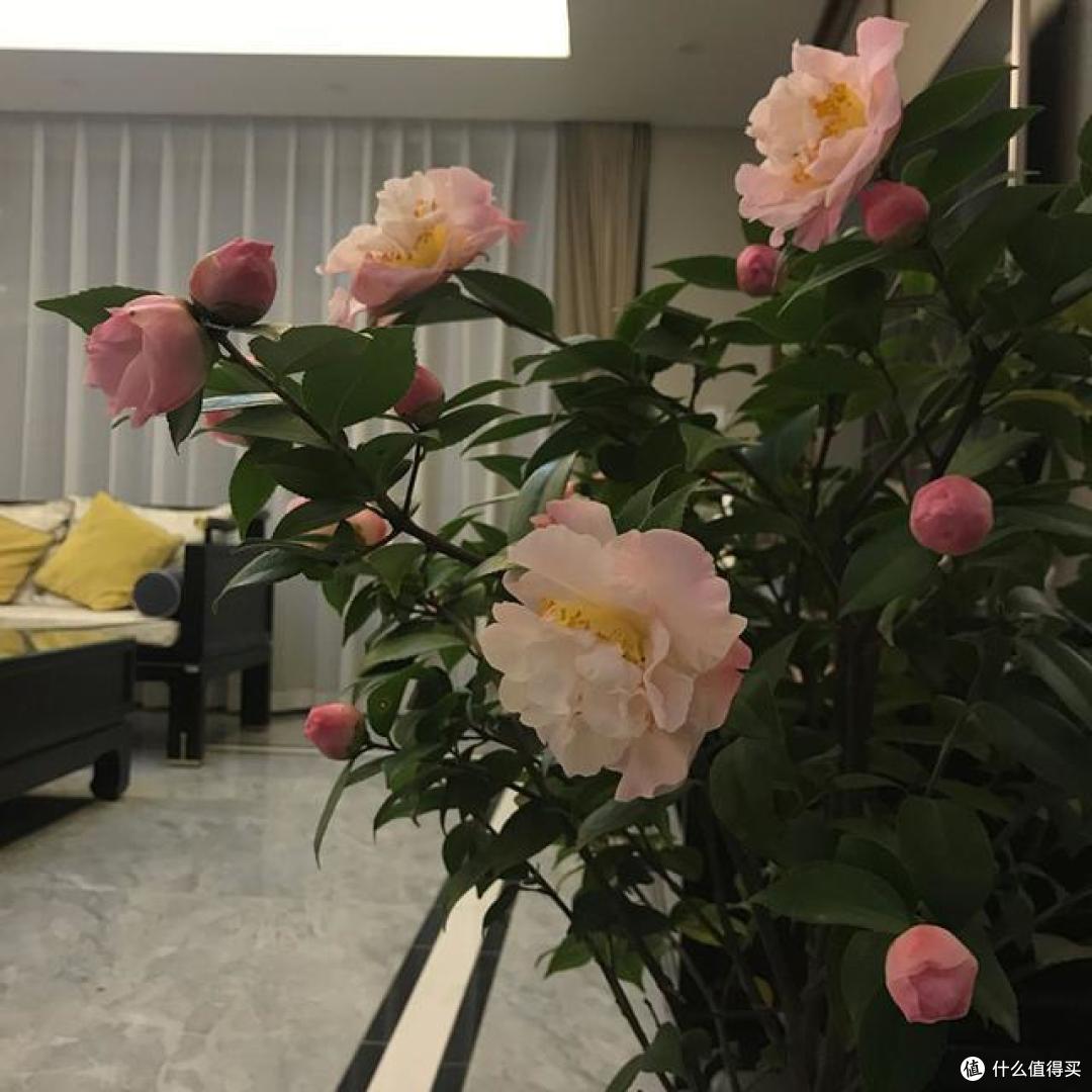5种花喜欢“酸酸水”,10天喂一次,3个月之内,便可“脱胎换骨”