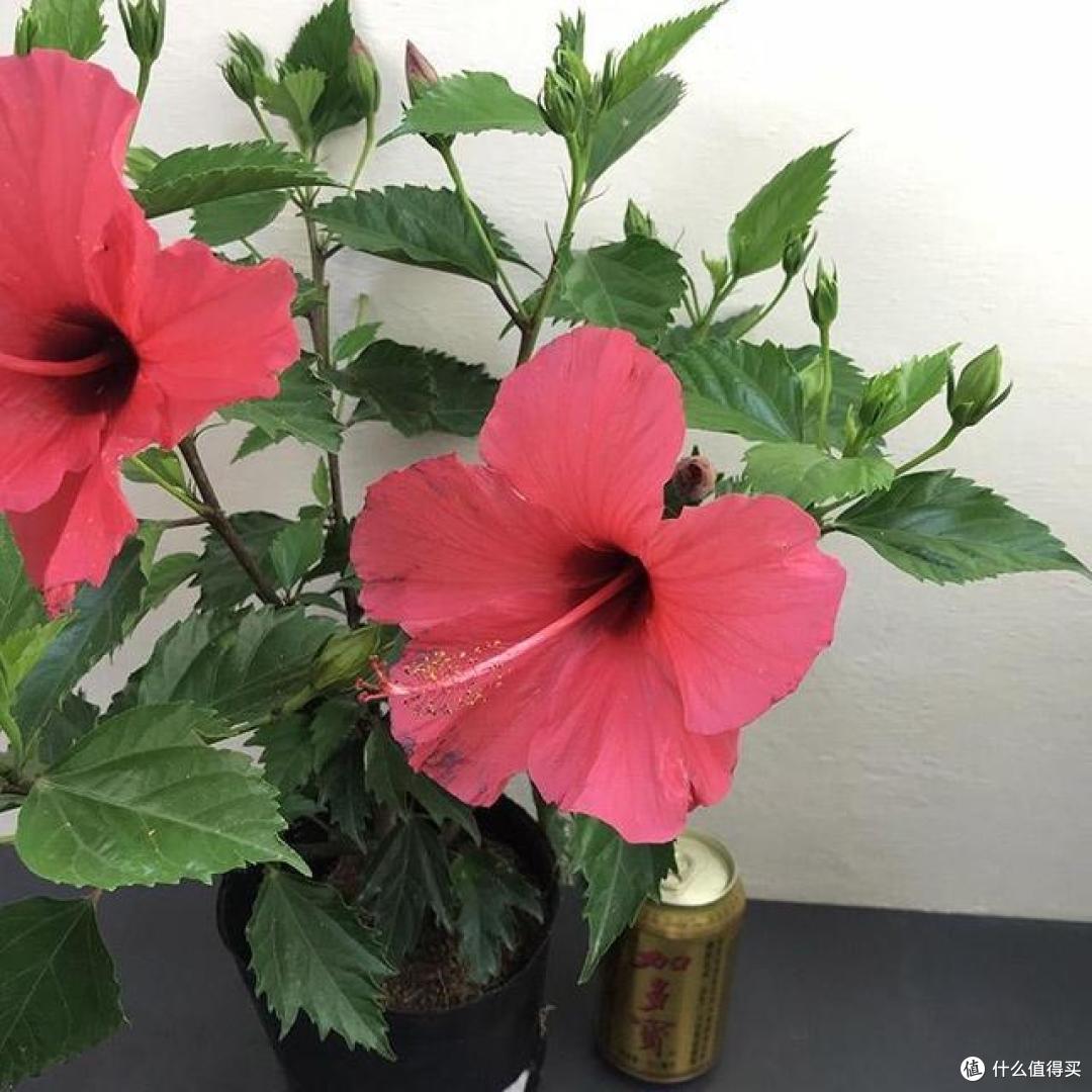 养花有讲究,这4种花,漂亮却“不吉祥”,要是不愿养,早些弃了