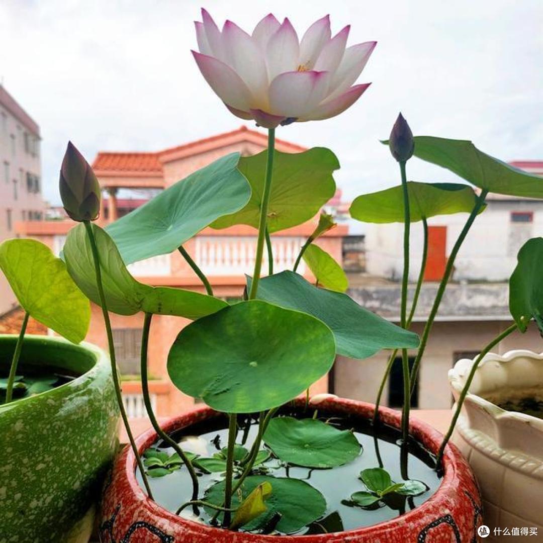 养花有讲究,这4种花,漂亮却“不吉祥”,要是不愿养,早些弃了