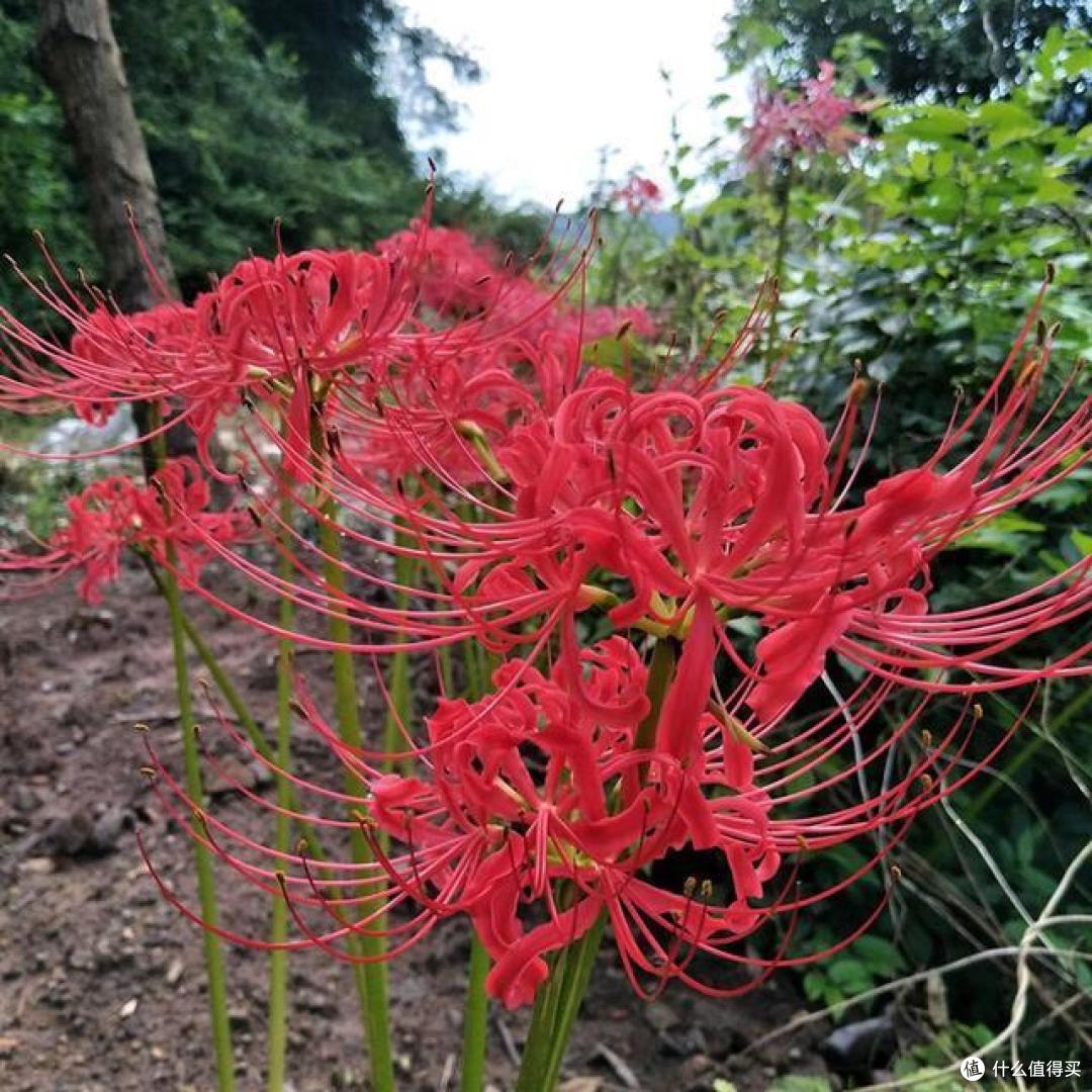 养花有讲究,这4种花,漂亮却“不吉祥”,要是不愿养,早些弃了