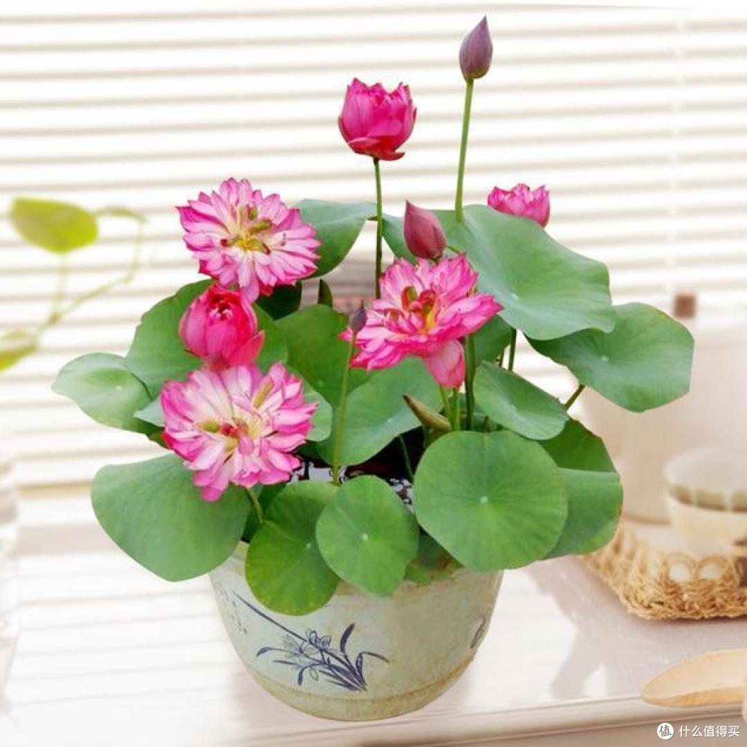 养花有讲究,这4种花,漂亮却“不吉祥”,要是不愿养,早些弃了