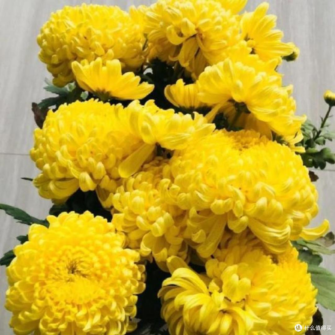 养花有讲究,这4种花,漂亮却“不吉祥”,要是不愿养,早些弃了