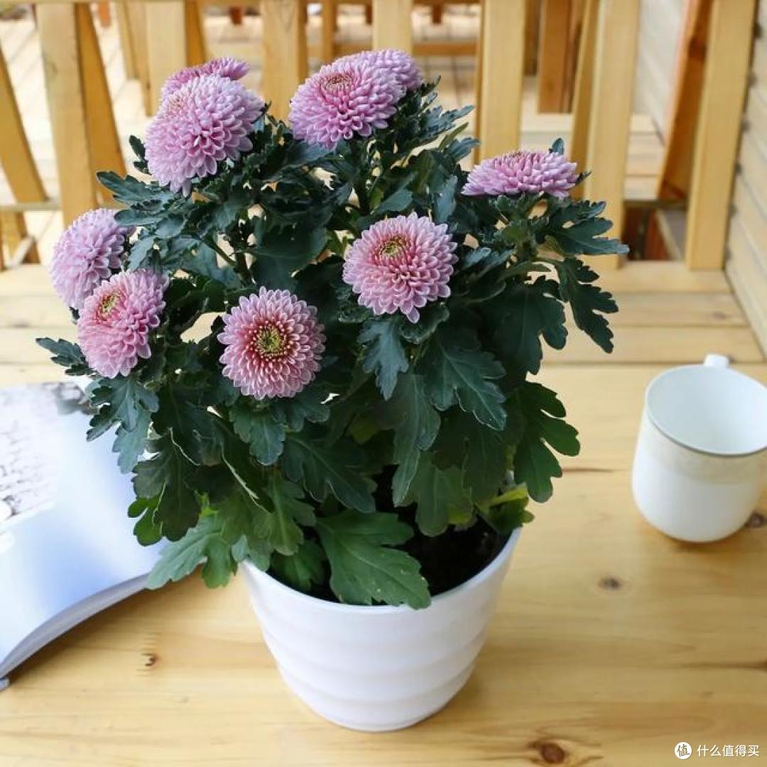 养花有讲究,这4种花,漂亮却“不吉祥”,要是不愿养,早些弃了