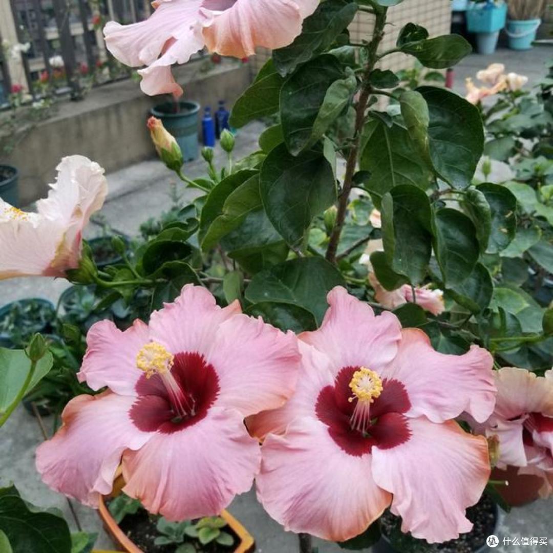 养花有讲究,这4种花,漂亮却“不吉祥”,要是不愿养,早些弃了