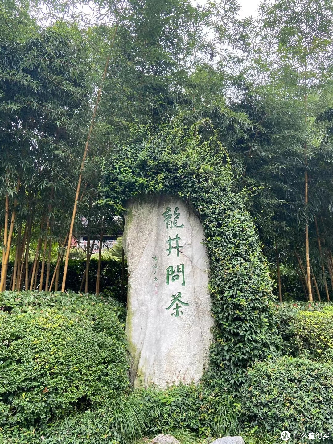 闪游杭州之问茶龙井村