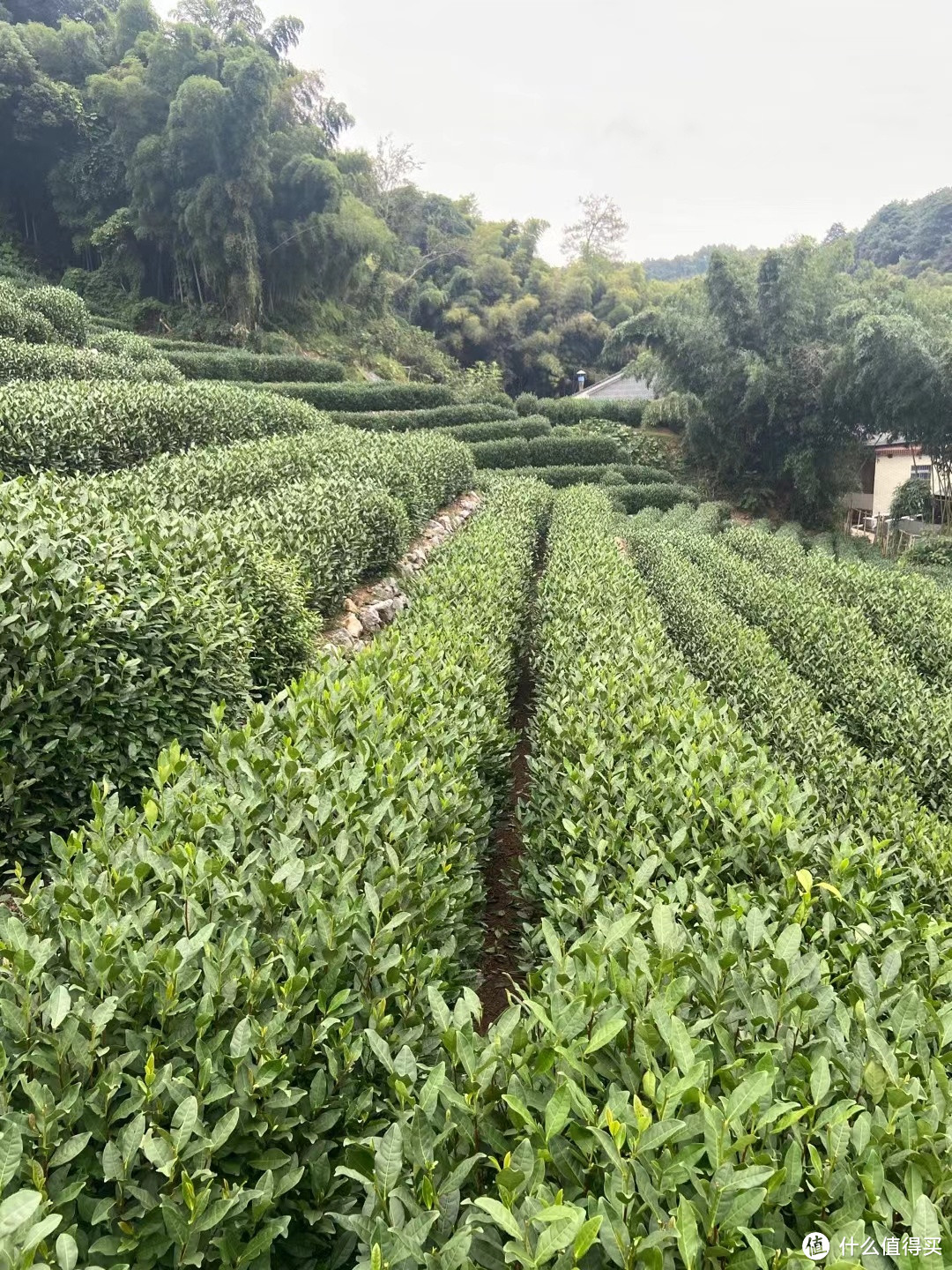 闪游杭州之问茶龙井村