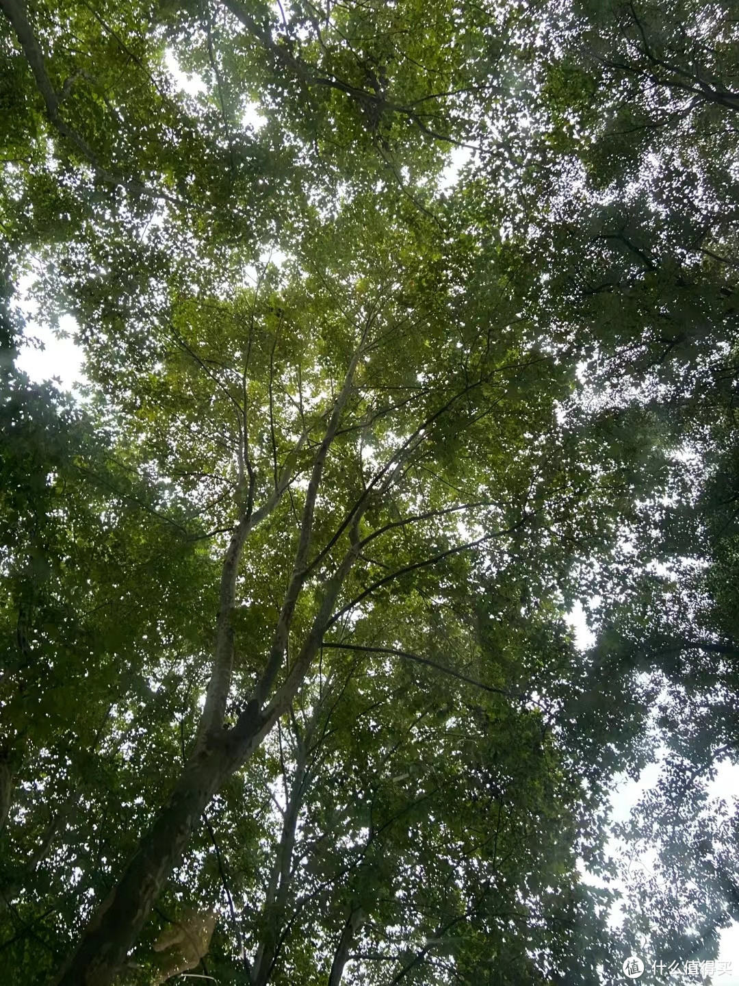 闪游杭州之问茶龙井村