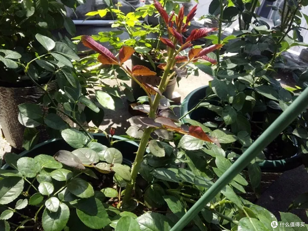 image-20231004201713051