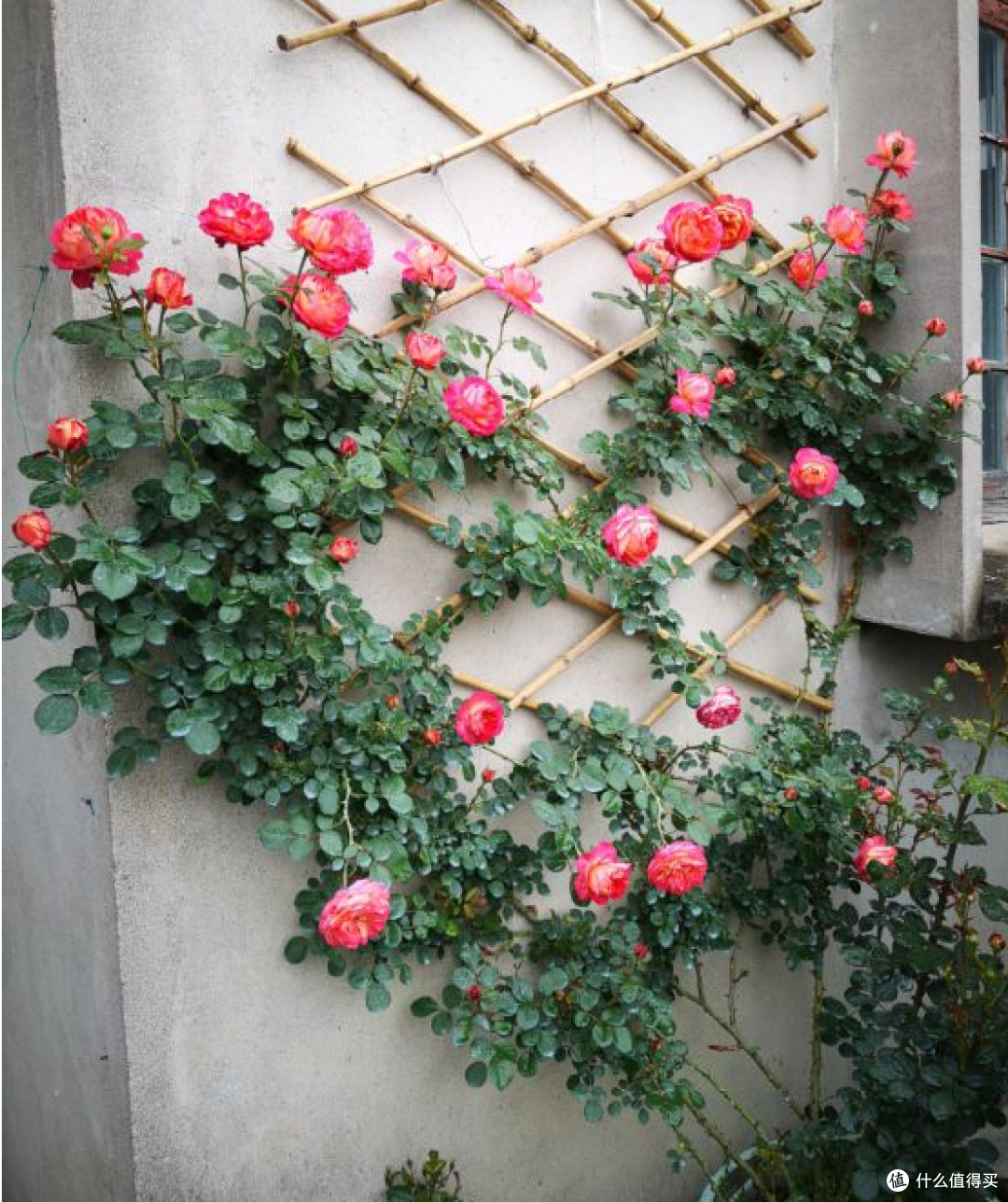 image-20231004203020228