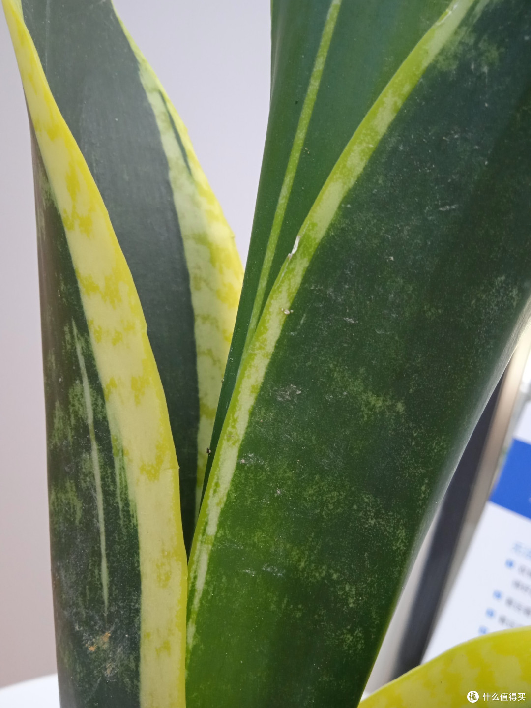 金边虎皮金兰的养植技巧