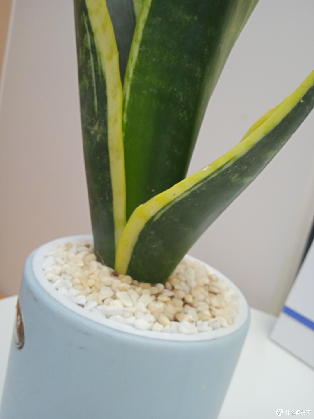 金边虎皮金兰的养植技巧