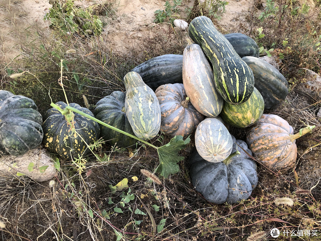 国庆沿黄自驾游：保德乡村一次愉快的农家田园游记