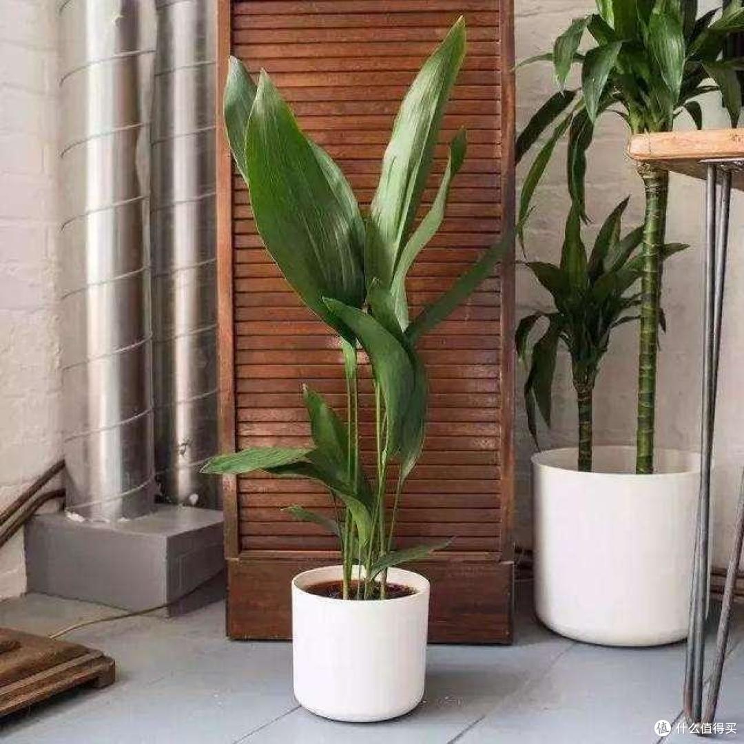 7种花能“吸臭”，卫生间一放，异味吸光，上厕所都有好心情