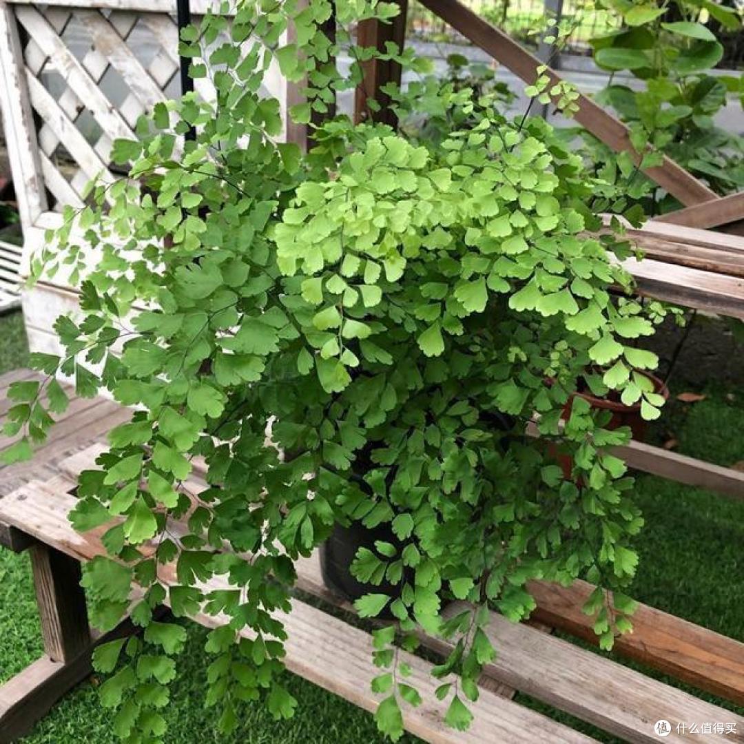 7种花能“吸臭”，卫生间一放，异味吸光，上厕所都有好心情