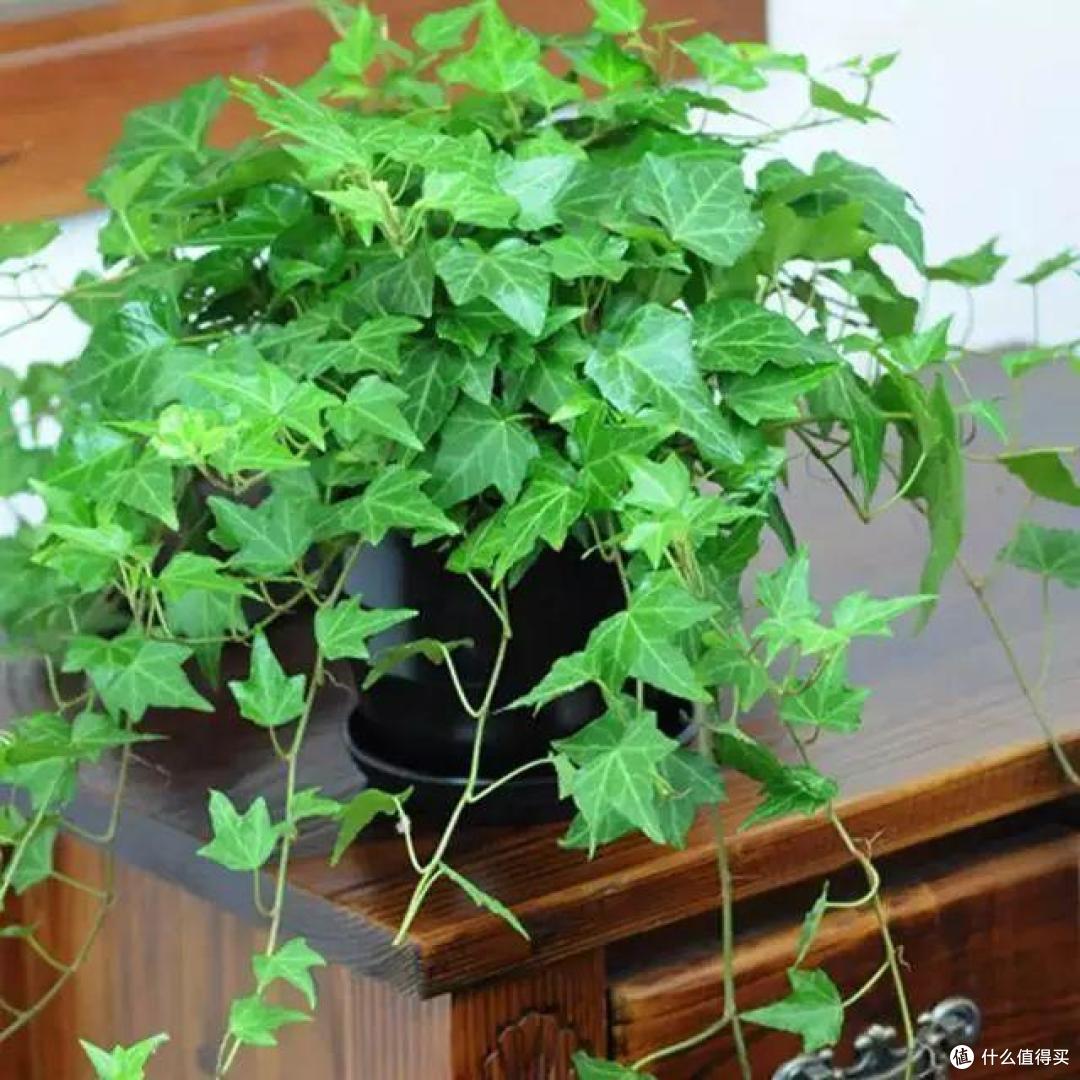7种花能“吸臭”，卫生间一放，异味吸光，上厕所都有好心情