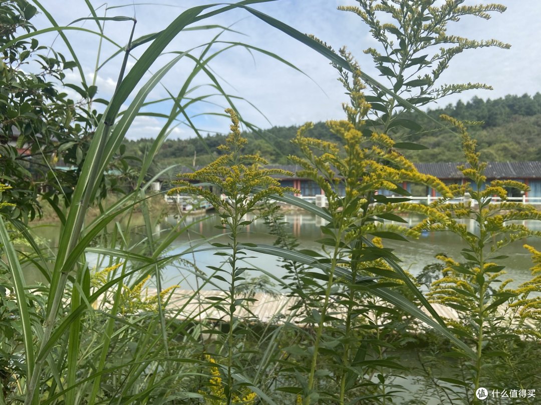 国庆出游2:寻一处静地,垂钓🎣