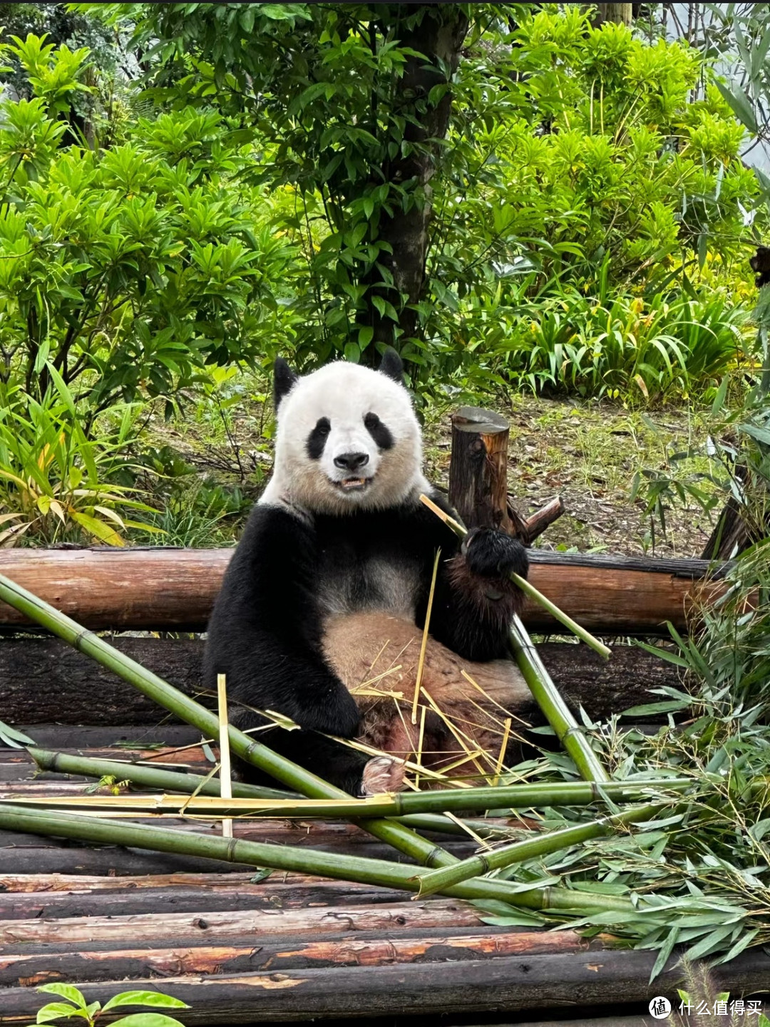 享受川渝人士的半价福利看熊猫
