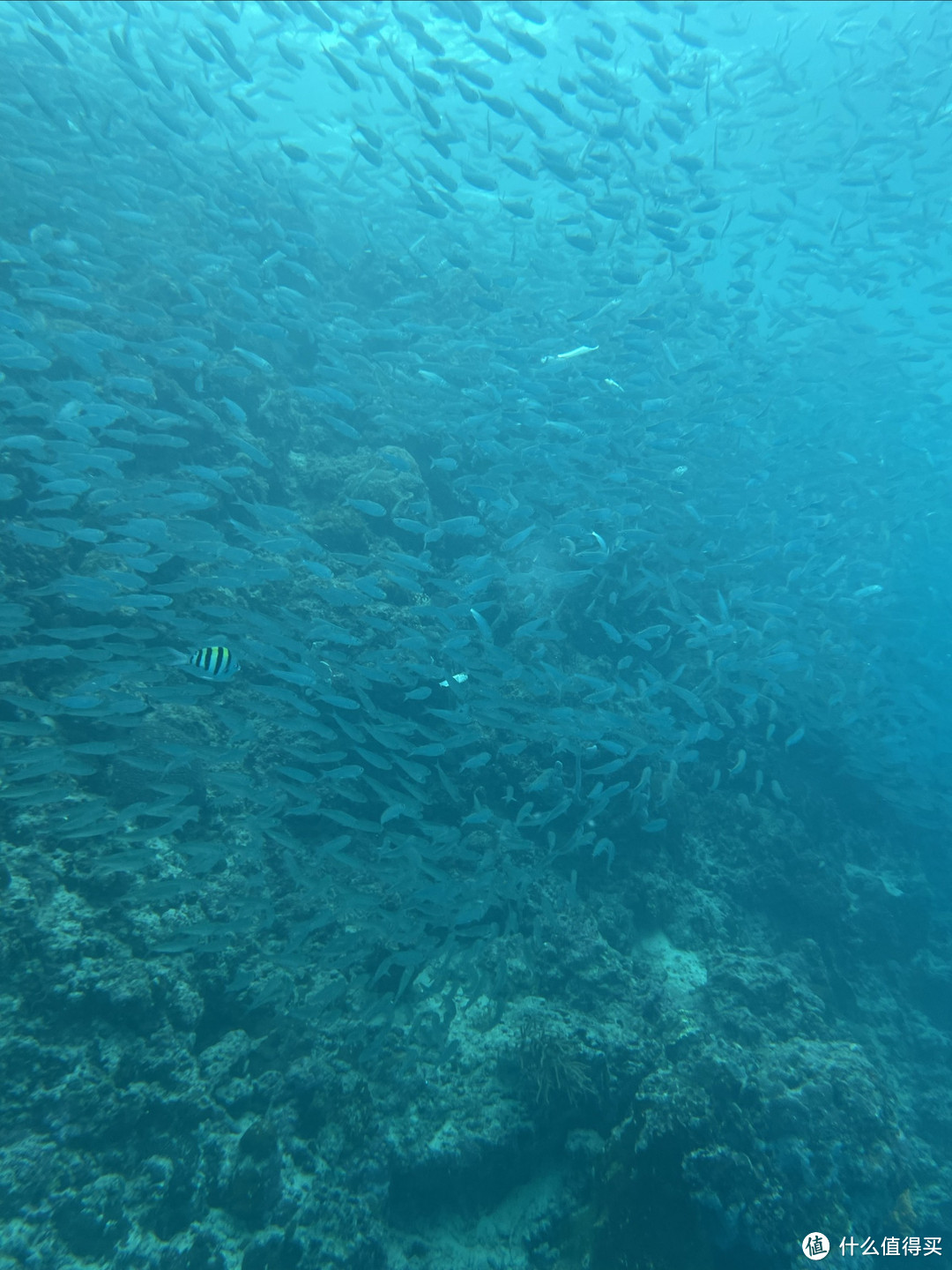 墨宝潜水：探索菲律宾海洋世界的极致体验！