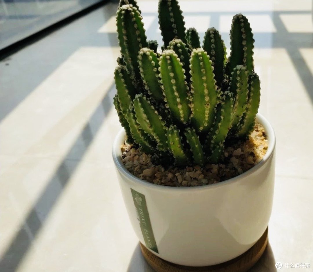 这些植物很好养活