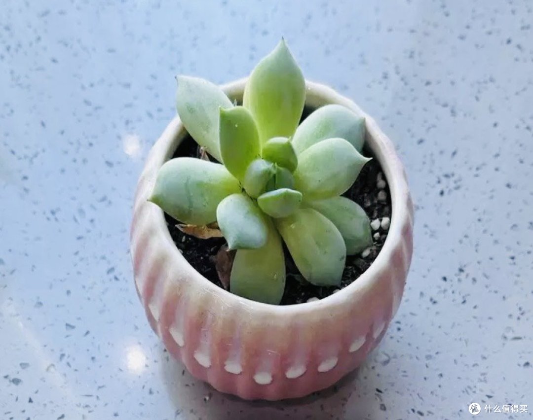 这些植物很好养活