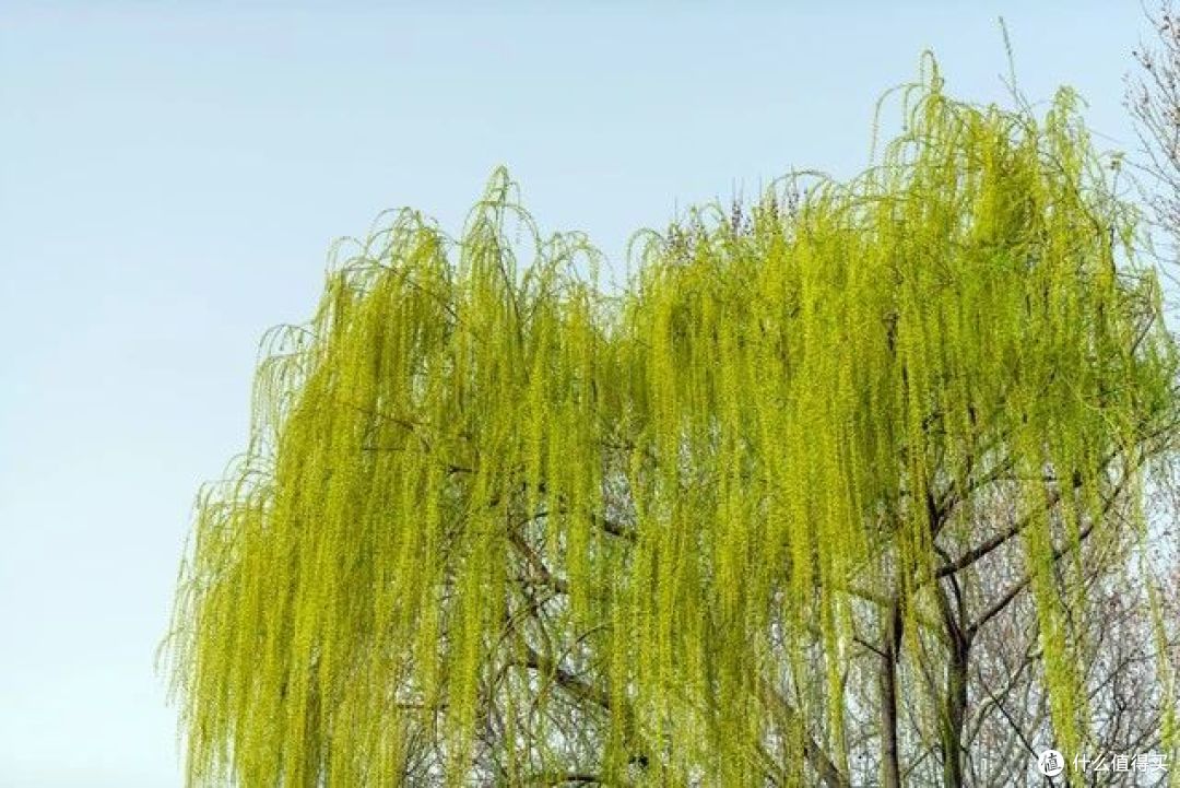俗语“三树不能砍,砍了穷来伴”,说的是哪三种树?有道理吗?