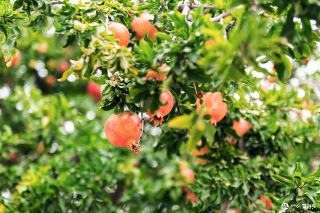 俗语“三树不能砍,砍了穷来伴”,说的是哪三种树?有道理吗?