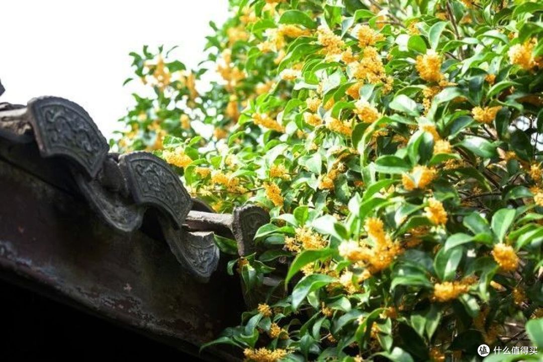 俗语“三树不能砍,砍了穷来伴”,说的是哪三种树?有道理吗?
