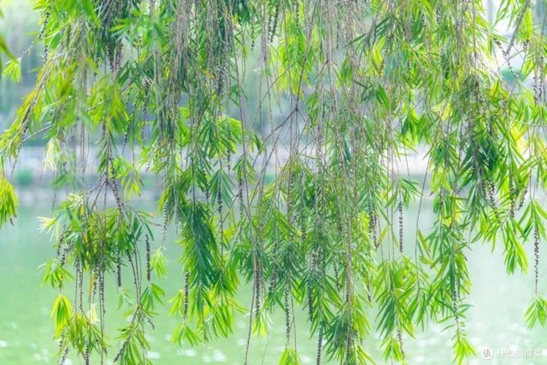 俗语“三树不能砍,砍了穷来伴”,说的是哪三种树?有道理吗?